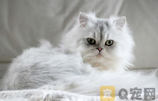 2022波斯猫图片大全