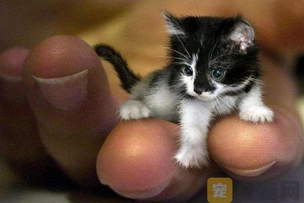 世界上最小的猫存在吗？