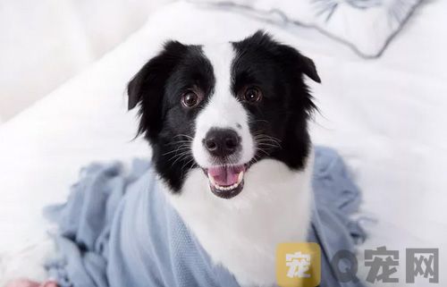 狗狗患上感冒的症状及治疗