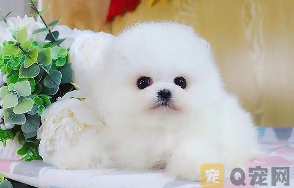 哈多利系博美犬的价格参考(图1)