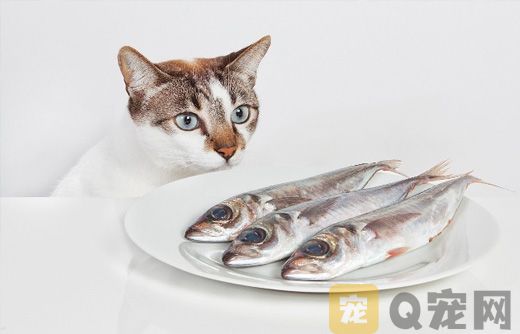 猫咪不能吃哪些东西(图1)