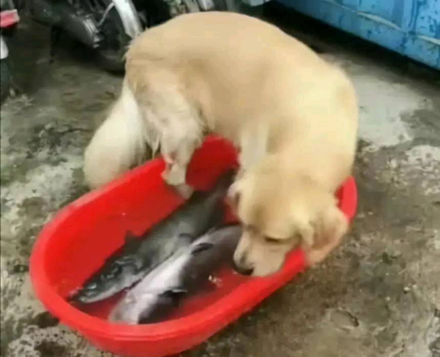 小心 伸进鱼盆里的狗腿子可能比猫爪更危险