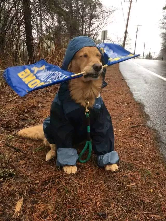 狗狗冒雨为马拉松选手助威 这个画面真的是太暖心了