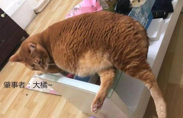 女子抱了10分钟橘猫 双腿就受了“重伤” 拍下照
