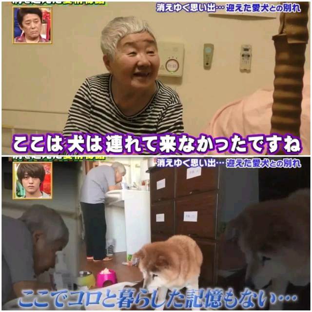 狗狗和主人都换上了老年痴呆 多年后的重逢 还会