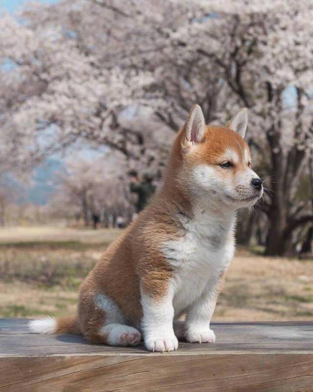 除去贵 柴犬还有这5大缺点 看完你还想养吗？