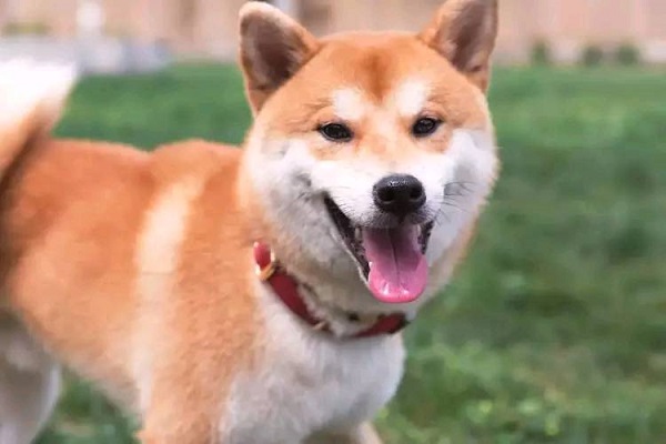摊上一个不回家的狗子，你能有哪些方法！
