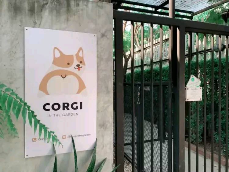 柯基咖啡店 这简直就是柯基喜好者的天堂