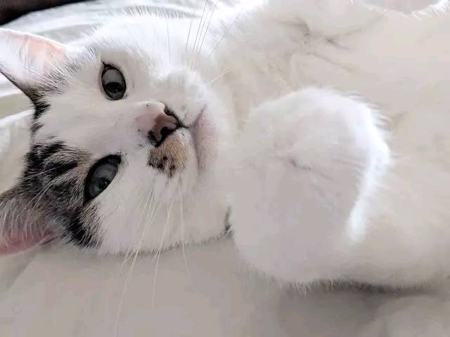 猫咪不可以频繁剪指甲 比起剪指甲护理指甲更要紧