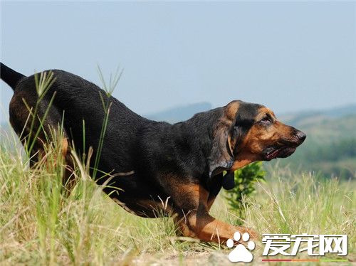 寻血猎犬如何练习 敏捷练习时知道几项事实