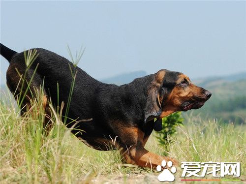 寻血猎犬怎样熟习 迅捷熟习时领会几项究竟