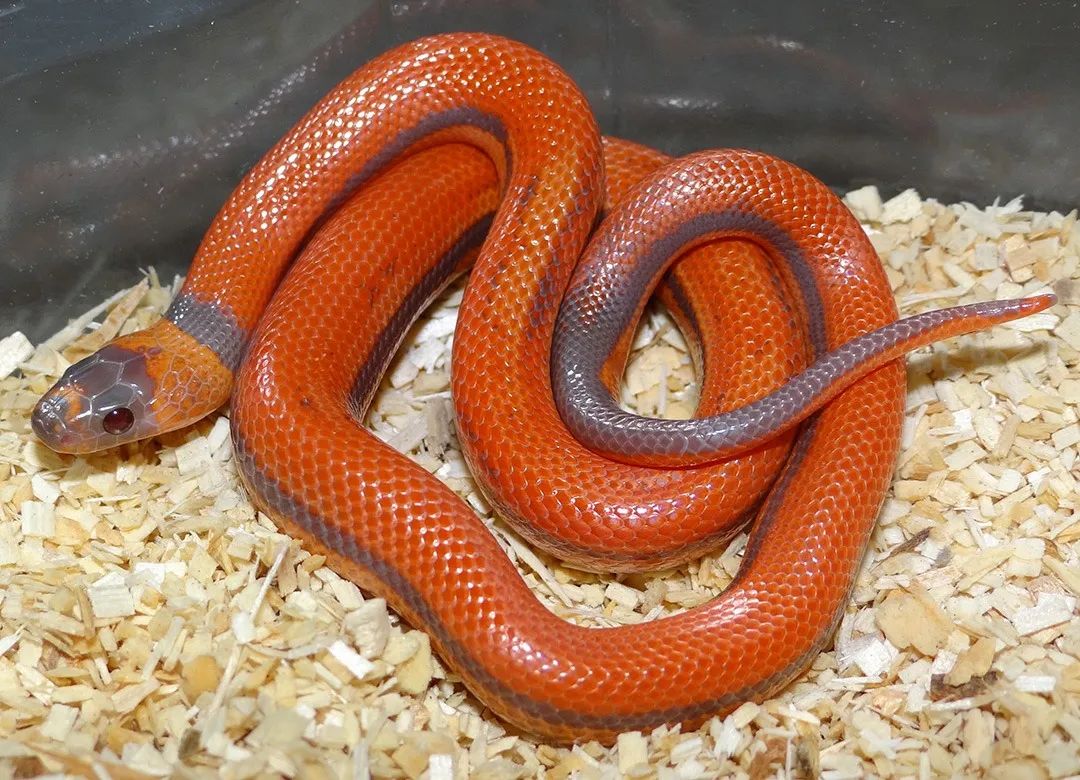 分享几例颜色和纹路俱佳的杂交宠物蛇(图15)