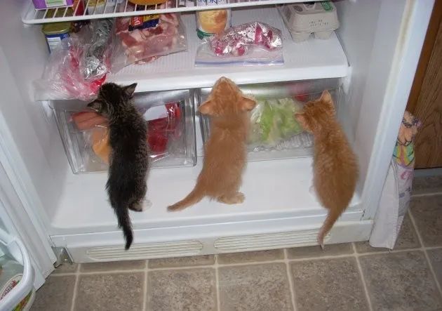 猫粮是否要放冰箱？这几件事没做好，猫粮易生虫甚至致癌(图11)