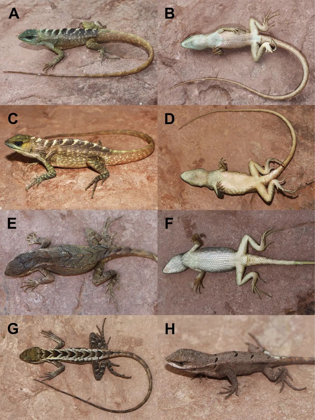 南美安第斯山脉发现的四种窄尾蜥新种，藏在深山里的“巨龙”！(图7)