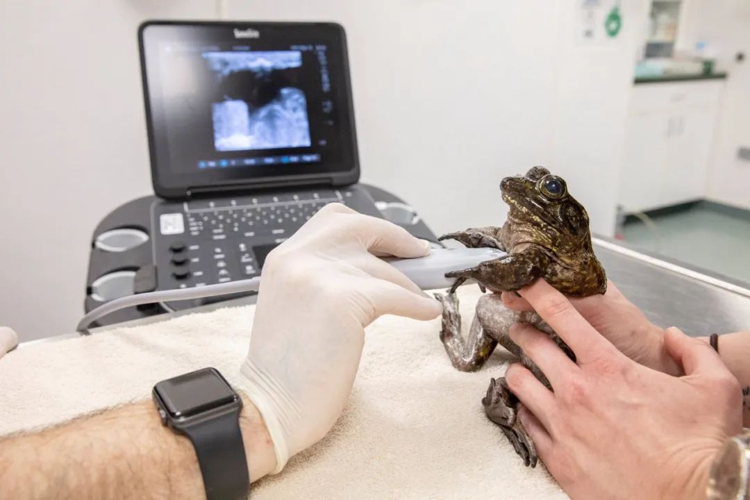 水族馆给11岁的“瞎眼”牛蛙做体检，兽医：“想吃啥就吃点啥吧，还能(图2)