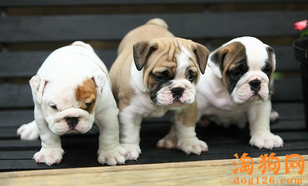 英国斗牛犬能吃生肉吗