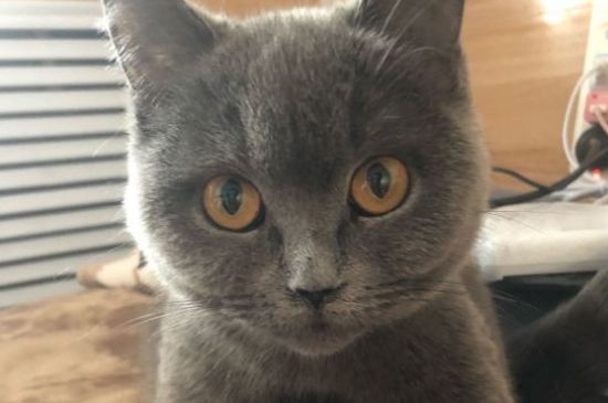 猫没有吃猫粮还能吃什么