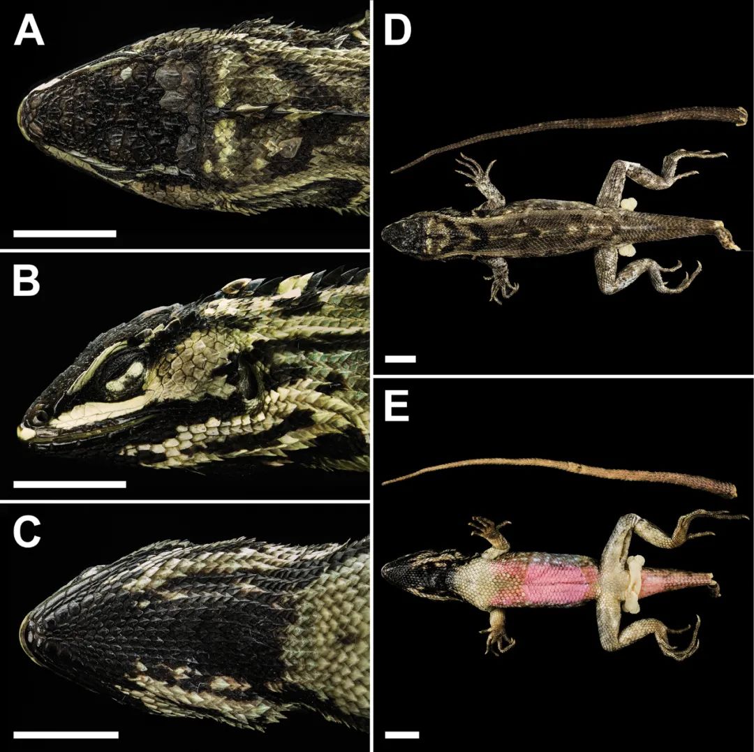 南美安第斯山脉发现的四种窄尾蜥新种，藏在深山里的“巨龙”！(图2)