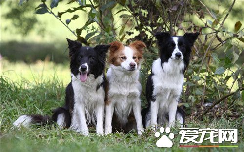 边疆牧羊犬熟习站立 边疆牧羊犬的步调熟习