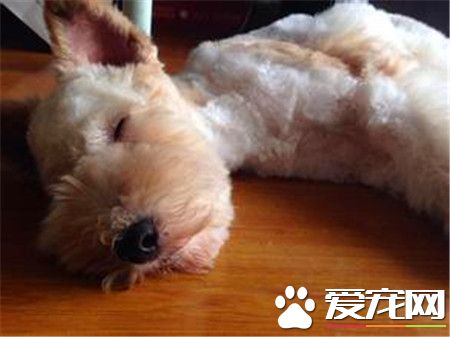 刚毛猎狐梗怎么样练习 要在固定的地址放一个便