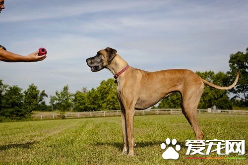 表露熊犬会护主吗 练习表露熊犬护主的方式