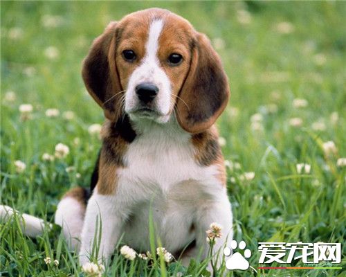 比格犬如何服从练习 要维持一个好的态度去练习