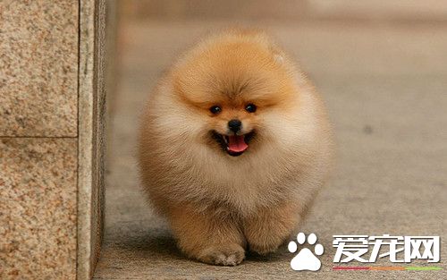 如何练习博美犬 主人需要坚持耐心的去练习