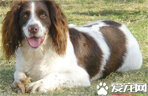 练习史宾格犬上卫生间 在固定地方上卫生间