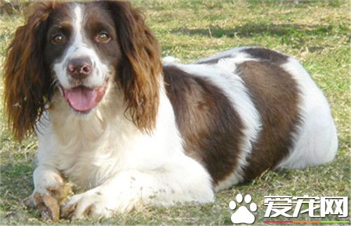 阿富汗猎犬小时间怎样驯养 驯养前先领会其特性特性