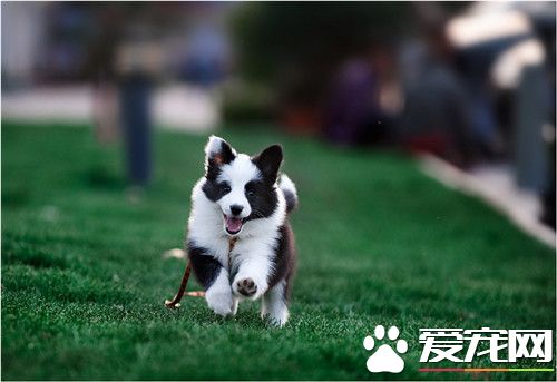 边疆牧羊犬练习的科目 练习边牧须要注重的