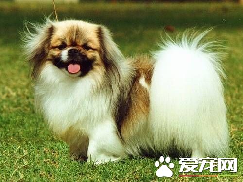 如何练习西藏猎犬看家 西藏猎犬练习需要注意的