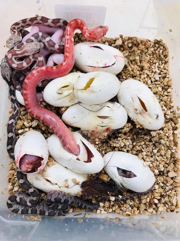 无鳞蛇繁殖业者的新发现，或许可以拯救你的孵化率！(图1)
