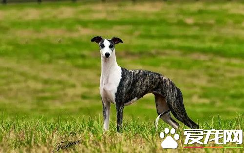 怎么样训练惠比特抓兔子，出生后5个月适合训练