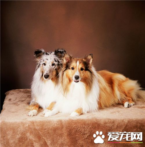 喜乐蒂牧羊犬好练习吗 3到6个月就能练习