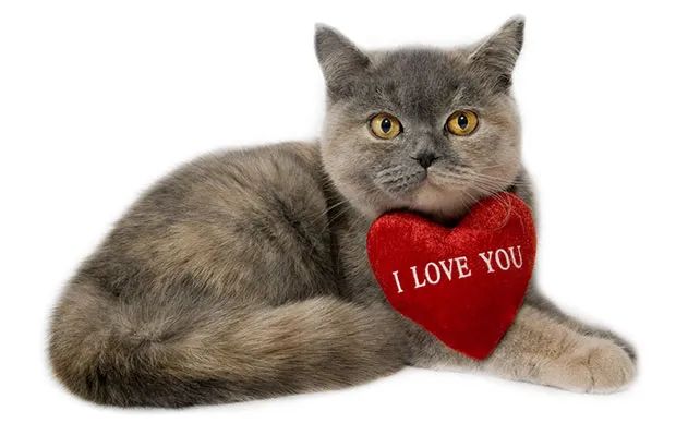 猫这10个动作是在说「我爱你」！爱猫咪，你就必须做好三件事(图16)