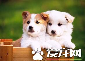 狗狗随地大小便如何解决 练习狗狗固定地址大小