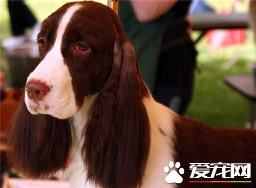 史宾格犬练习办法 要过度的回应并展现赞扬