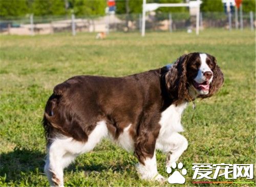 史宾格犬佳熟习吗 史宾格犬智商高轻易熟习