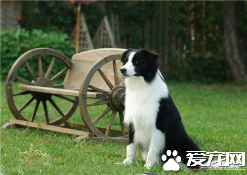 边境牧羊犬可练习性 可练习性是非常大的
