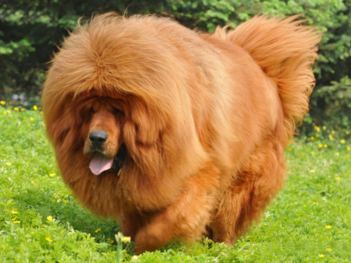 如何养好藏獒 育成藏獒适合加以练习