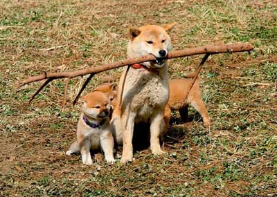 给犬寄乳须知