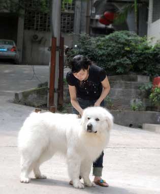 犬主动吠叫是为何?