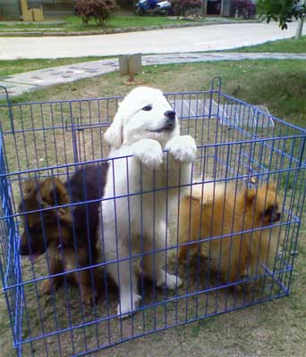 狗狗趾甲修剪须知