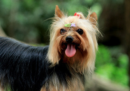 短毛犬与长毛犬的护理