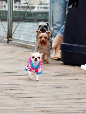 为何要为爱犬美容？