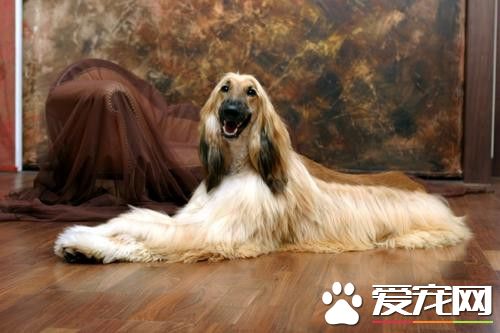 阿富汗猎犬挨架利害吗 奔走的速度极快