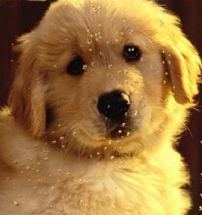 爱犬呛水的解决办法