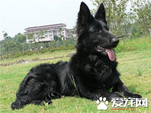 比利时牧羊犬如何教 如何练习比利时牧羊犬