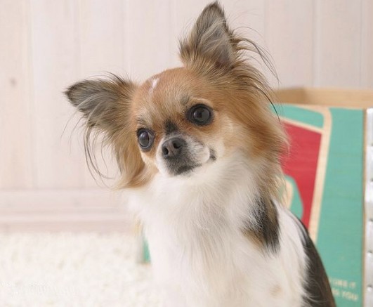 解析宠物犬的配种繁育常识
