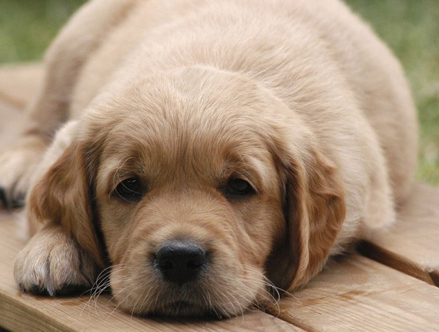 如何让孩子和狗狗和谐相处?